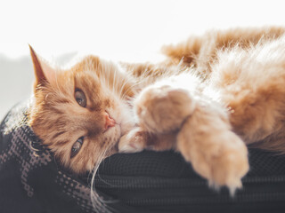 Wall Mural - Cute ginger cat sleeps on black backpack on window sill. Fluffy pet has a nap on window sill. Domestic animal at cozy home.