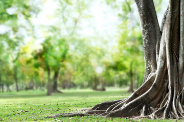 Big tree with trunk and roots spreading out beautiful on grass green in nature forest background with sunshine in the morning.
