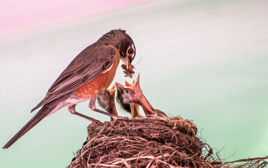 Wall Mural - American robin parents are feeding their babies with worms
