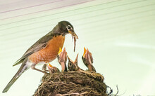 American Robin Parents Are Feeding Their Babies With Worms

