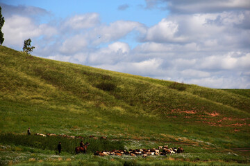 a flock of sheep walks along a path in the distance on a Sunny summer day along the lake, livestock and a flock of sheep, blue sky with clouds on the background