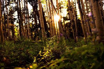 Poster - autumn forest in the morning