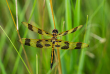 Halloween Pennant Dragonfly In Summer