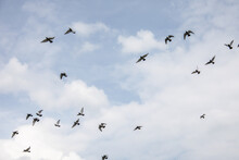 Flock Of Pigeons Flies In Circles Over The Landscape