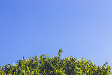 Wall Mural - grass and sky