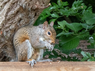 Canvas Print - a squirrel sitting on the fence eating his forages nuts