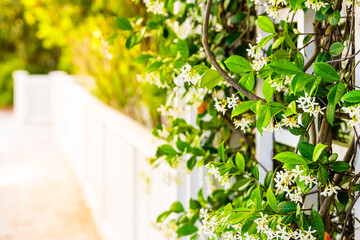 Summer garden clematis vine plant flowers outside closeup of blooms with sunlight and white fence in backyard copy space background