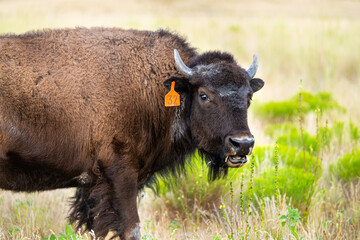 Wall Mural - Bison grazing closeup with open mouth and ear tag number in Antelope Island State Park in Utah in summer with dry grass meadow prairie plains landscape
