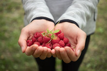 Fresh Raspberries In Children's Hands