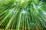 Fototapeta Sypialnia - Kyoto, Japan canopy low angle wide angle view looking up of Arashiyama bamboo forest park pattern of many plants on spring day with green foliage color