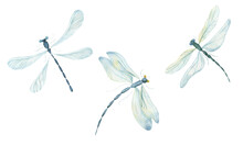 Watercolor Dragonflies On A White Background. Single Elements, Dragonfly Insects. Watercolor.