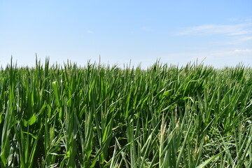 Wall Mural - Corn Field