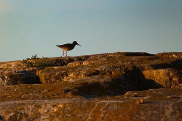 bird on the rock