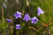 Rundblättrige Glockenblume, Campanula Rotundifolia