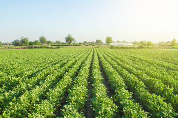 Wall Mural - Plantation landscape of green potato bushes. Agroindustry and agribusiness. European organic farming. Growing food on the farm. Growing care and harvesting. Root tubers. Beautiful countryside farmland