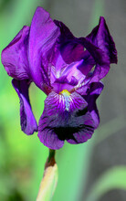 Purple Bearded Iris Flower In The Garden. Close Up With Shallow Depth Of Field. 