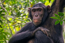 "Under The Gaze Of My Brother"
.
< Species: Common Chimpanzee (Pan Troglodytes) >
.
< Location: Queen Elizabeth National Park, Uganda 🇺🇬>