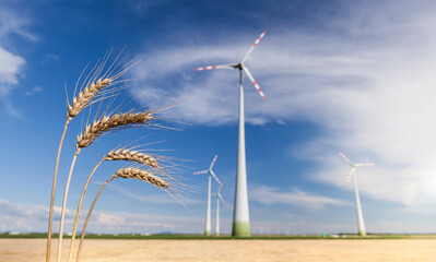 wind power on the cornfield. landscape with wind turbines. farm with its own electricity generation.