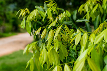 Wall Mural - Green leaves Lychee tree