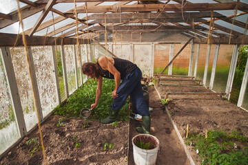 Wall Mural - Young Caucasian rural man watering seedlings in his greenhouse.