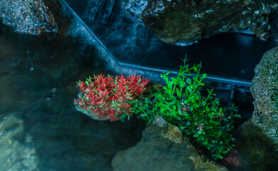 Rocks and plants in fish tank