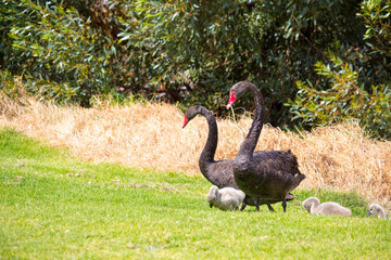 Unique West Australian black swans cygnus atratus  pen with some young cygnets newly hatched walking to the water in Big Swamp Bunbury Western Australia on a  cloudy afternoon  in spring.
