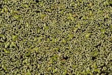 Background Texture Of The Water Surface Filled With Green Duckweed