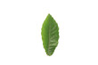 A green leaf on a white background