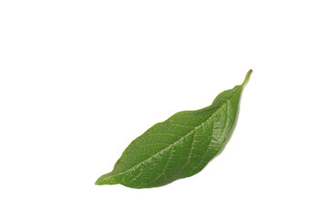 A green leaf on a white background