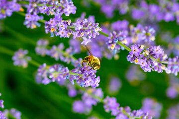 Sticker - purple lavender on the green plain on a beautiful summer day on the country farm