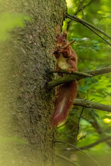 Wall Mural - Squirrel in the forest. Squirrel on a tree. Squirrel in the park