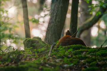 Wall Mural - Red deer in the grass. Deer in the forest. Deer in the woods