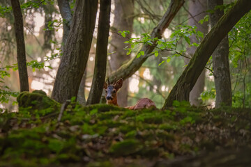 Wall Mural - Red deer in the grass. Deer in the forest. Deer in the woods