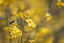 Bee On Yellow Flower. Bee On Flower