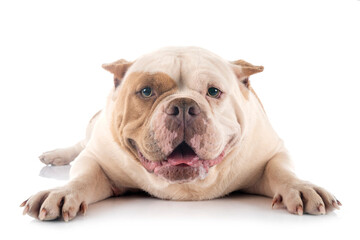 american bully in studio