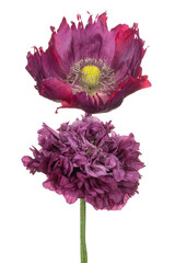 Wall Mural - poppy flower isolated