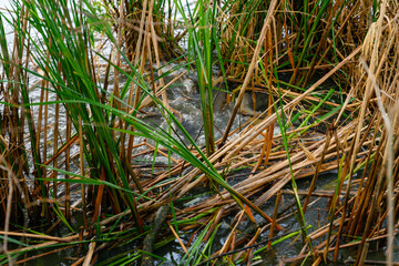 Sticker - Mating with carp in the reeds of the lake.
