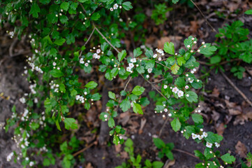 Canvas Print - Hawthorn flowers on branches with green leaves.