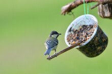 A Flock Of Titmouse Eating A Sunflower On A Feeder In The Spring