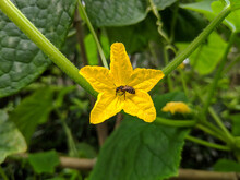A Little Bee Take Honey From Yellow Cucumber Flower In Summer