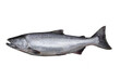 The Chinook salmon  is the largest species in the Pacific salmon.  Other vernacular names for the species include king salmon The scientific species name is based on the Russian common name  (чавыча).