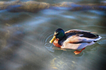 A duck is swimming in the lake.