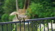 squirrel on a fence
