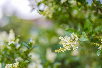 Wall Mural - white flowers in spring garden with blurred nature background. relaxing nature, pastel colors