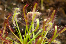 Sydney Australia, Close-up Of Sundew Plants With Red And White Sticky Mucilage To Catch Insects