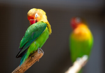 Lovebirds in a park in nature.