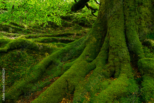 Cuadros en Lienzo Beech forest, Oianleku, Peñas de Aia Natural Park, Gipuzkoa, Basque Country, Spa