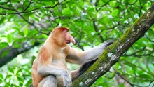 An Alpha Male Proboscis Monkey (Nasalis Larvatus) Lying On Tree, Tarakan, Indnesia