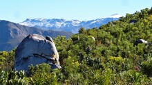 Protea Shrubs And A Large Rock Against The Snowy Cape Overberg Mountains