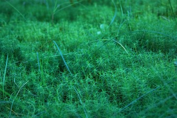 Green grass background